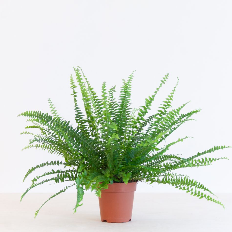 Krulvaren - Nephrolepis Green Lady - P12