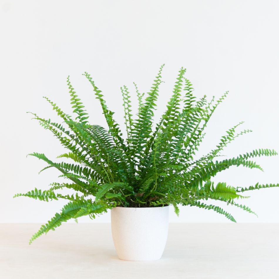 Krulvaren - Nephrolepis Green Lady - P12