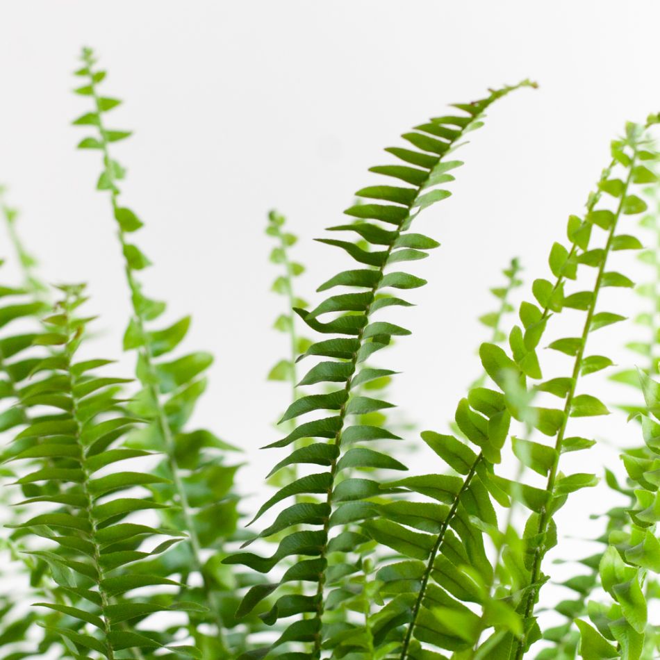Nephrolepis Green Lady - Krulvaren - P17