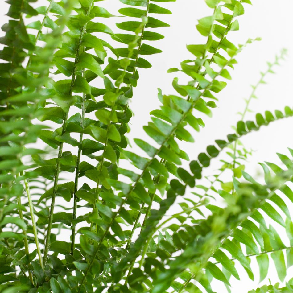 Krulvaren - Nephrolepis Green Lady - P12