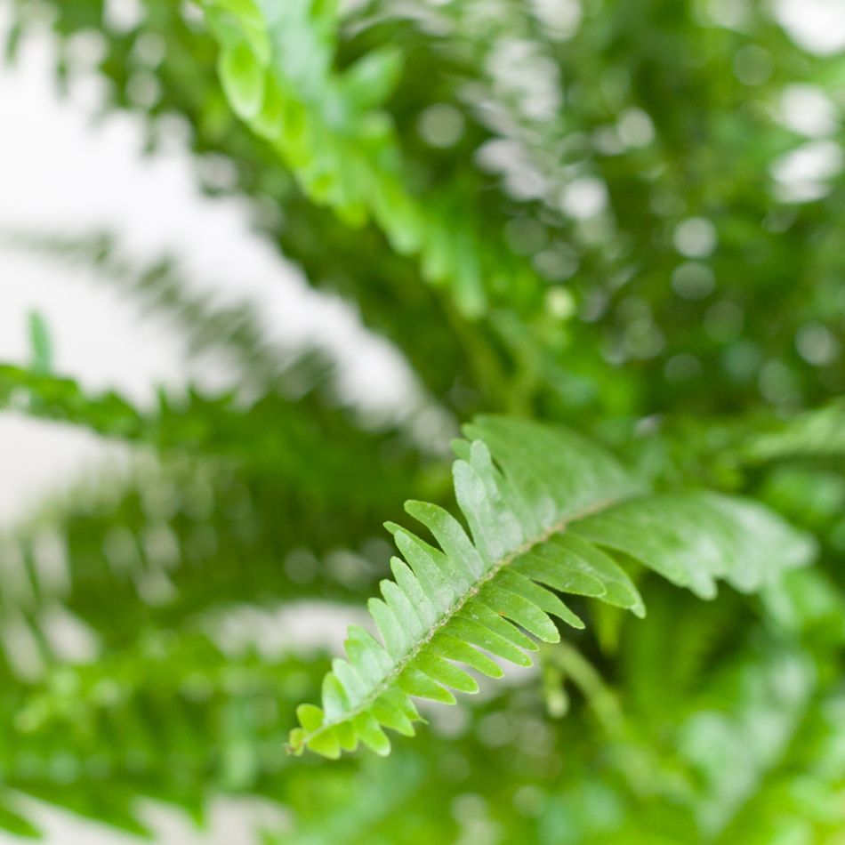 Krulvaren - Nephrolepis Green Lady - P12