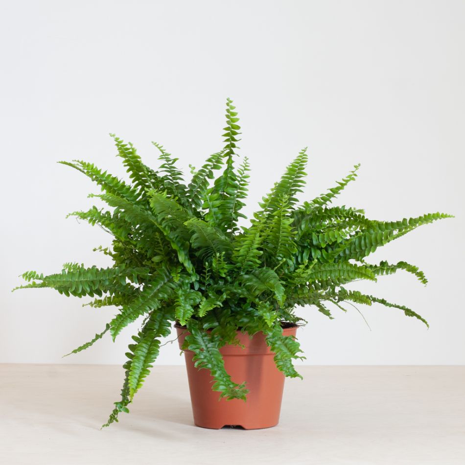 Nephrolepis Green Lady - Krulvaren - P17