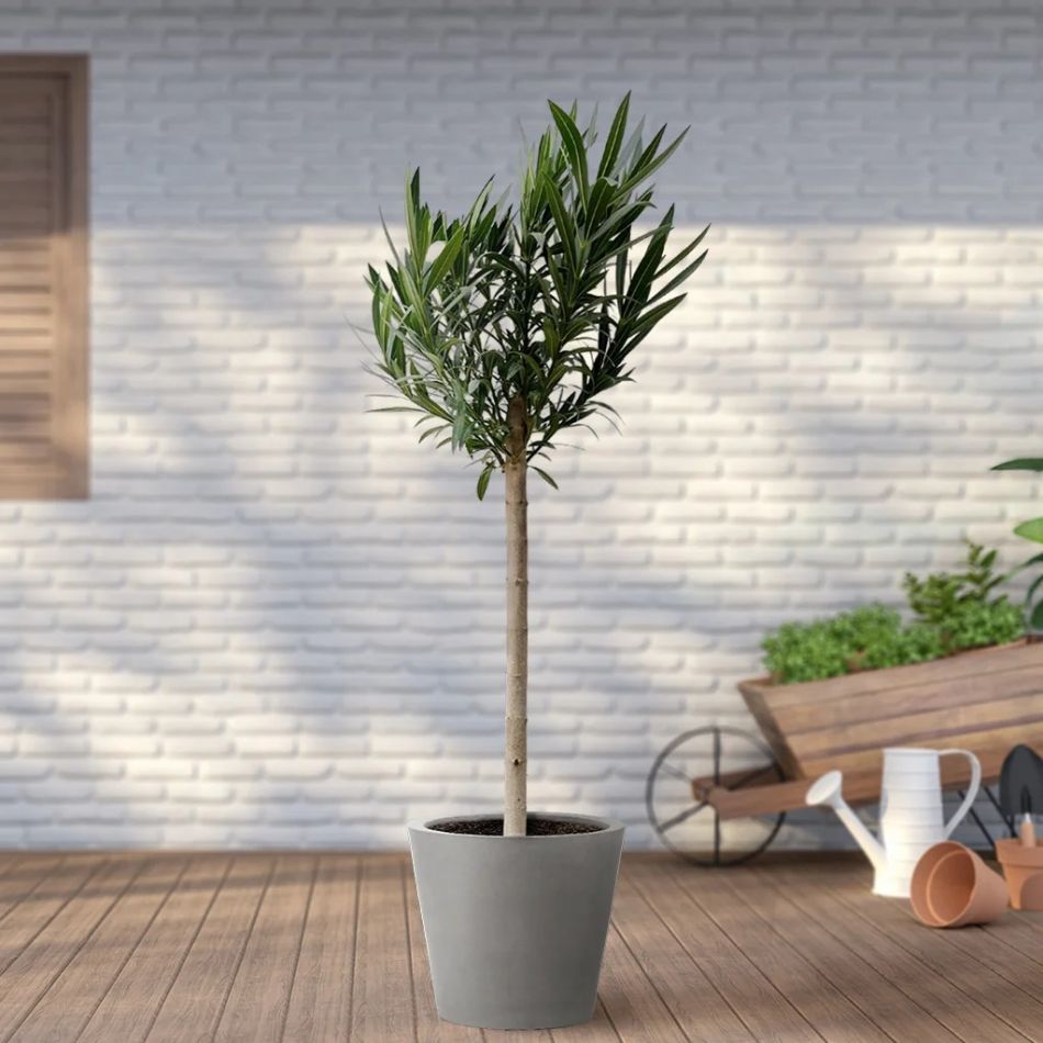 Nerium Oleander plant op stam kopen