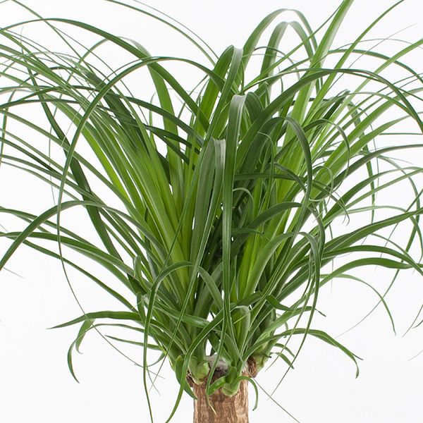 beaucarena recurvata blad