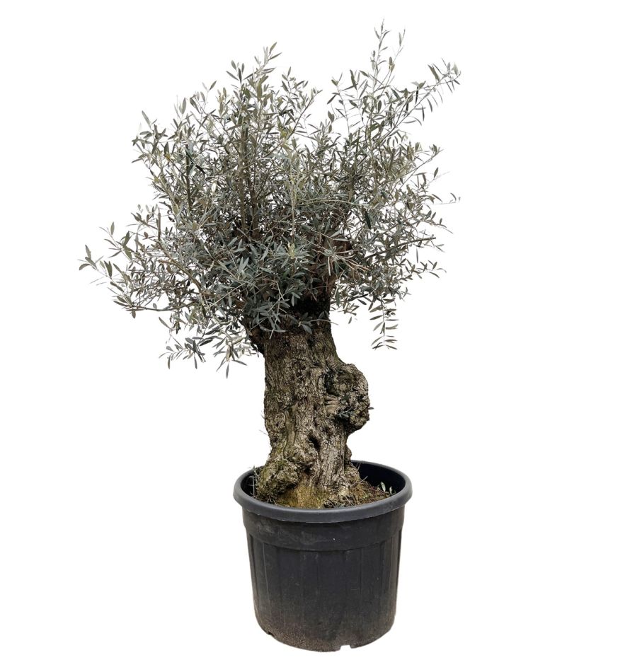 OEBON65IR-wit-scaled-e1683024180231 1