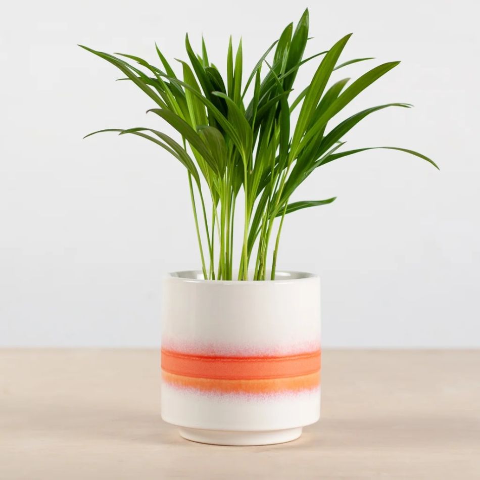 odense wit oranje pot