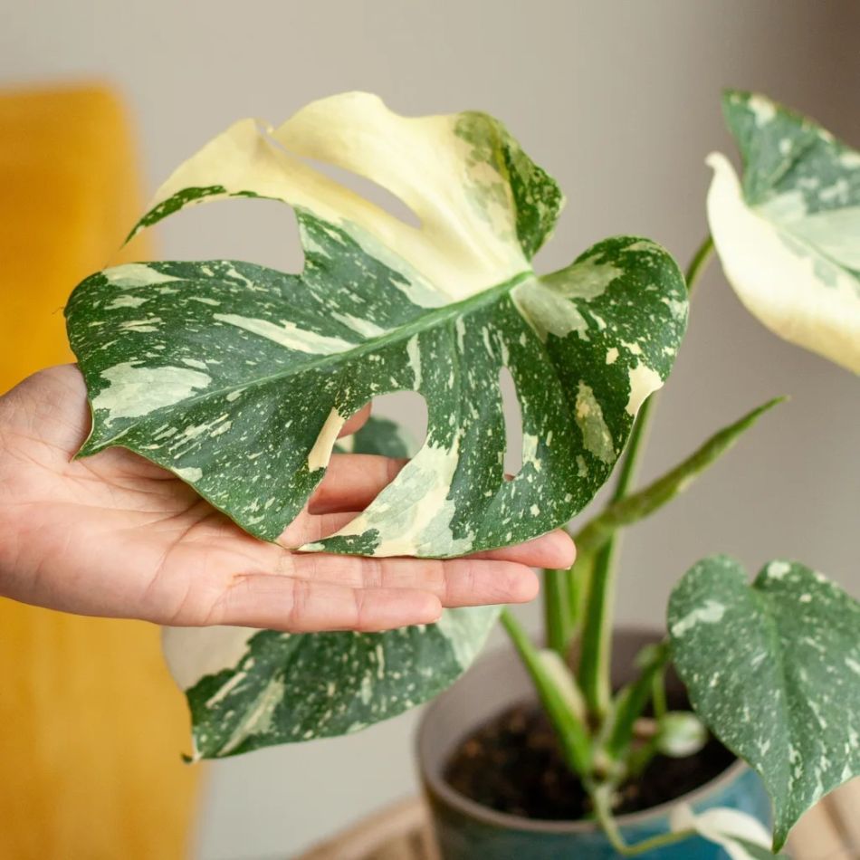 Monstera thai