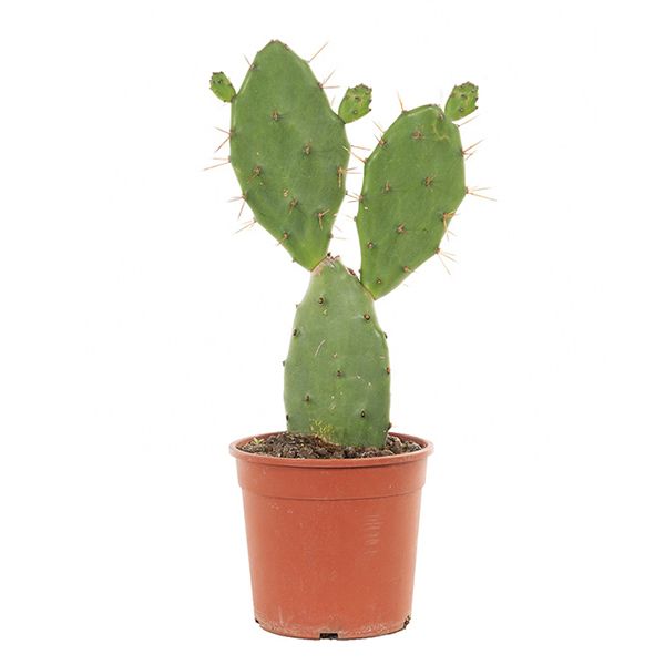 Schijfcactus