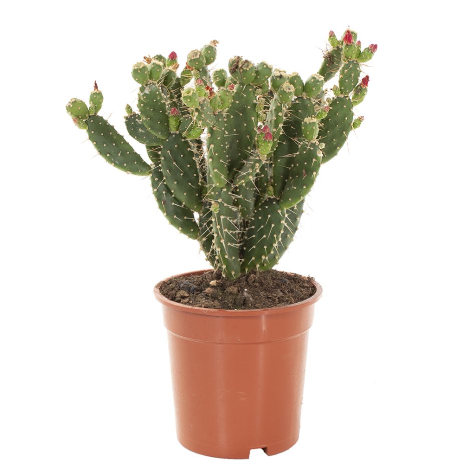 Opuntia Quitensis