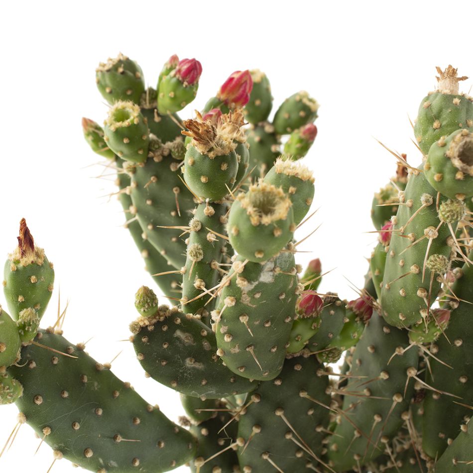 Opuntia Quitensis plant