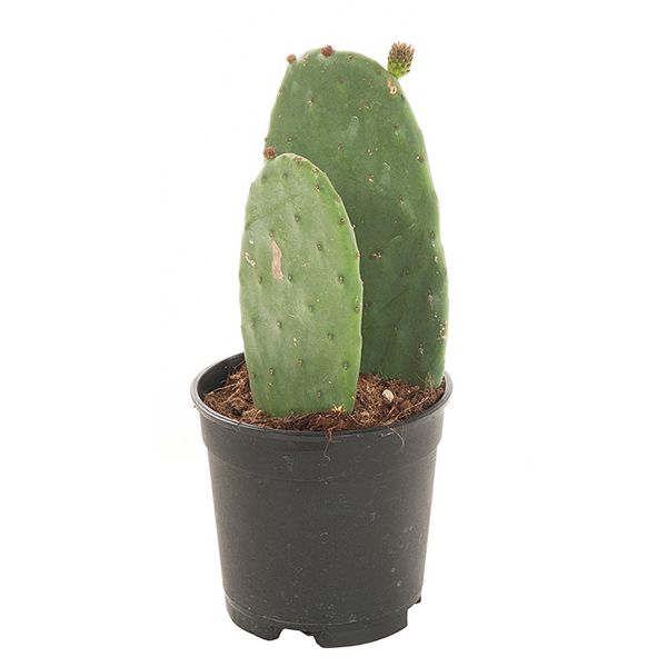 Opuntia ficus india