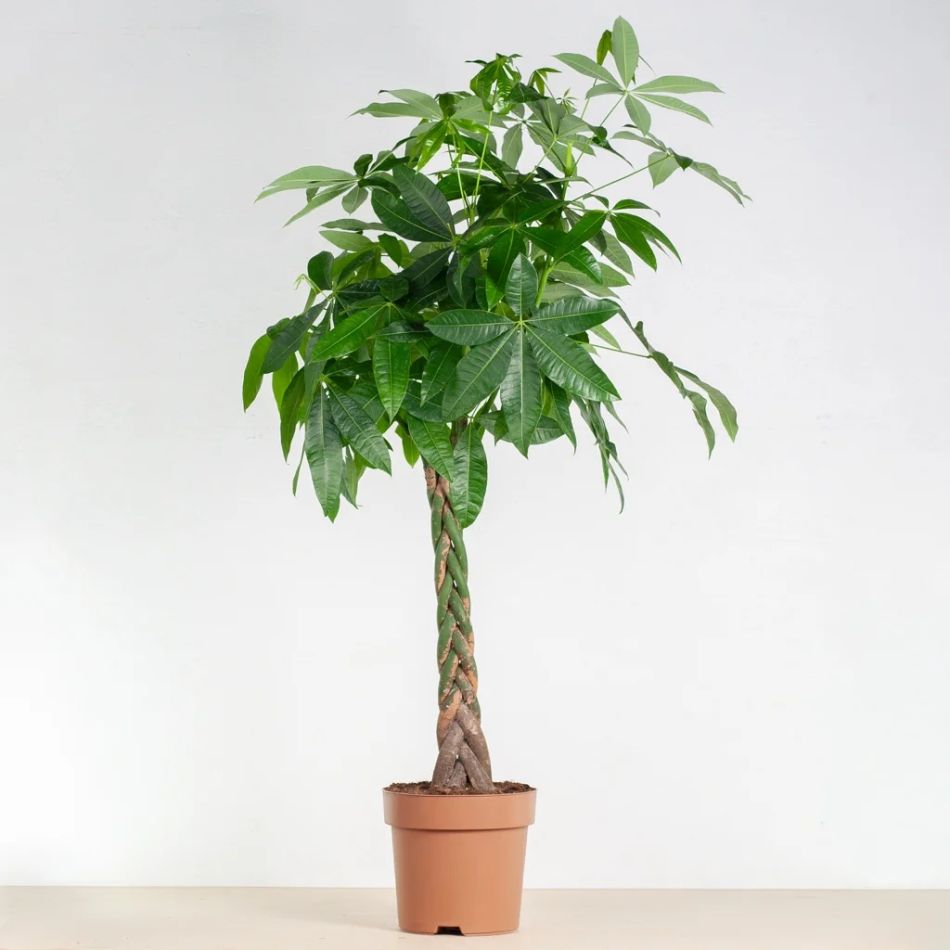 Pachira Aquatica - Geldboom plant - P24
