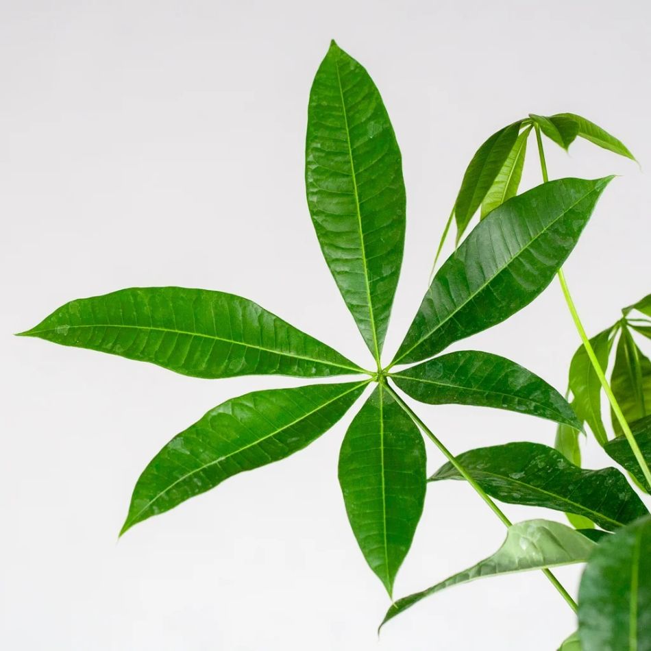 Pachira blad