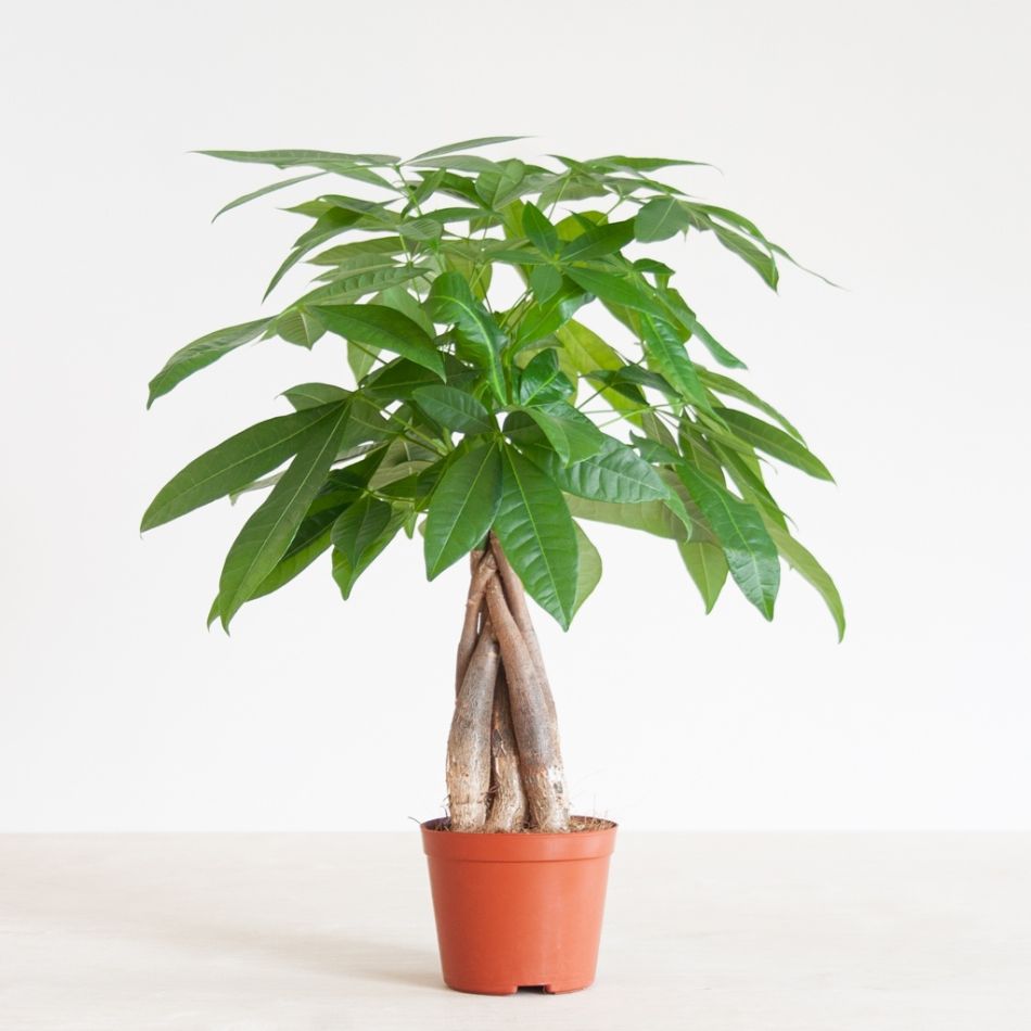 Pachira Aquatica