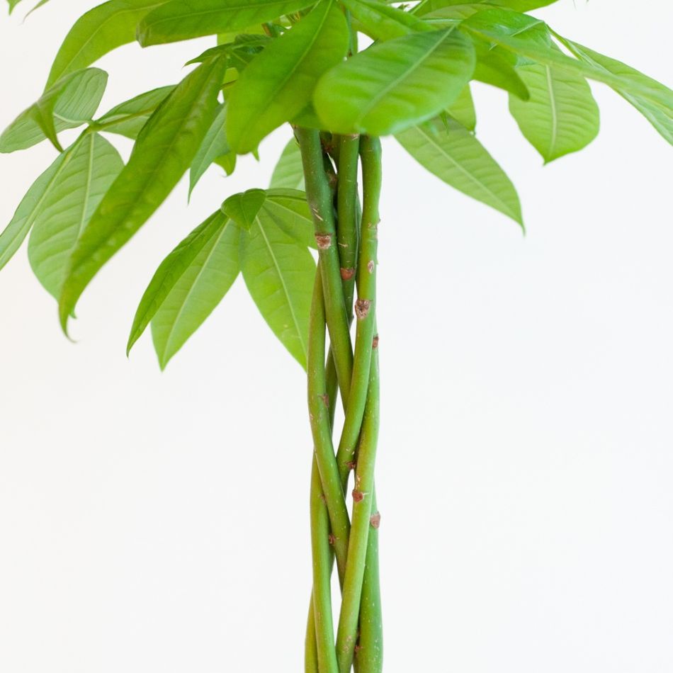 Pachira Aquatica - Geldboom - P19