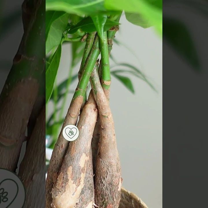 pachira video