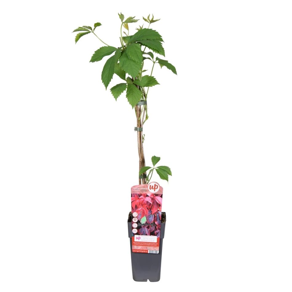 Parthenocissus-quinquefolia-P15 1