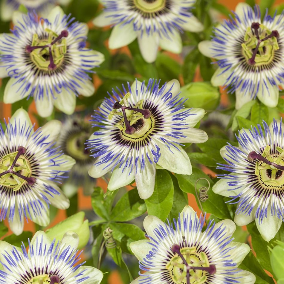 Passiflora-Caerulea-bloem 1