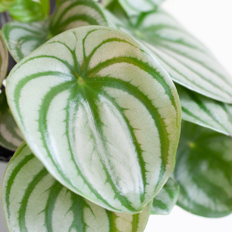 Peperomia Argyreia - Watermeloenplant - P12