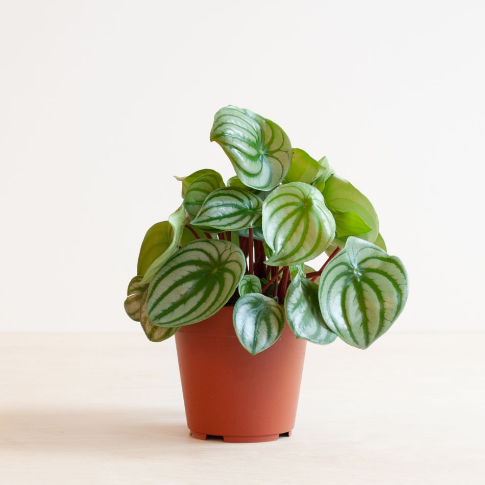 Peperomia Argyreia - Watermeloenplant - P12