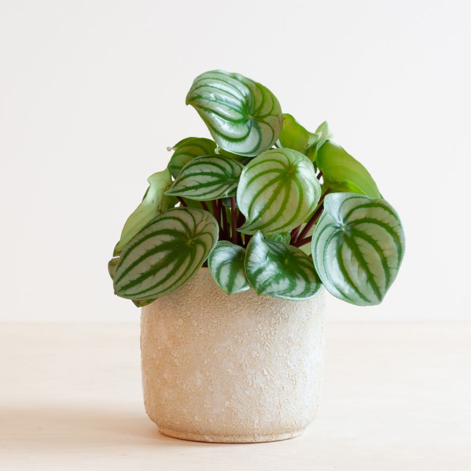 Peperomia Argyreia - Watermeloenplant - P12