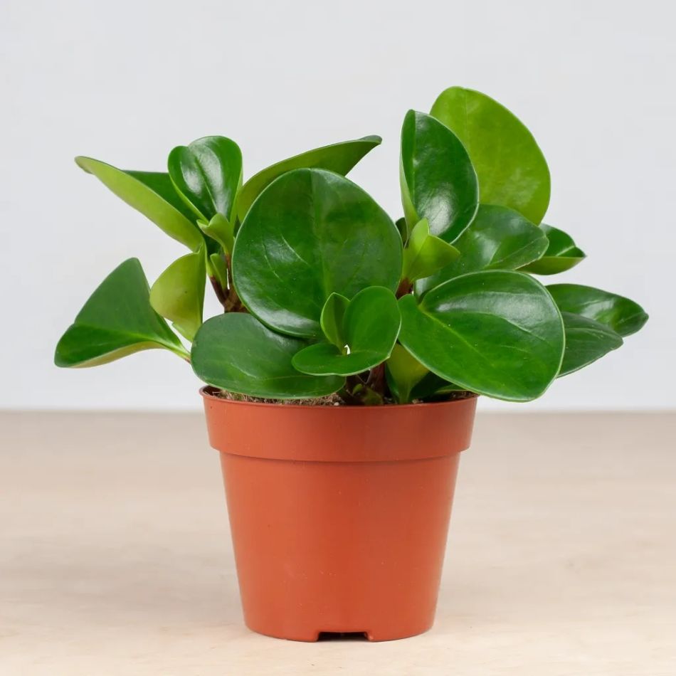 Peperomia Obtusifolia plant