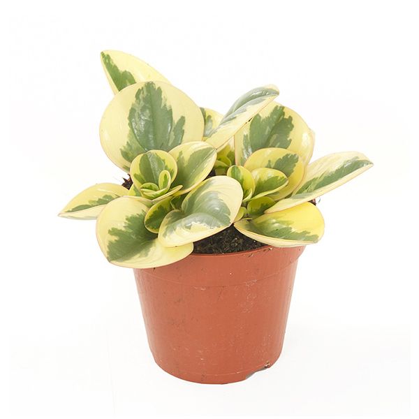 Peperomia obtusifolia variegata