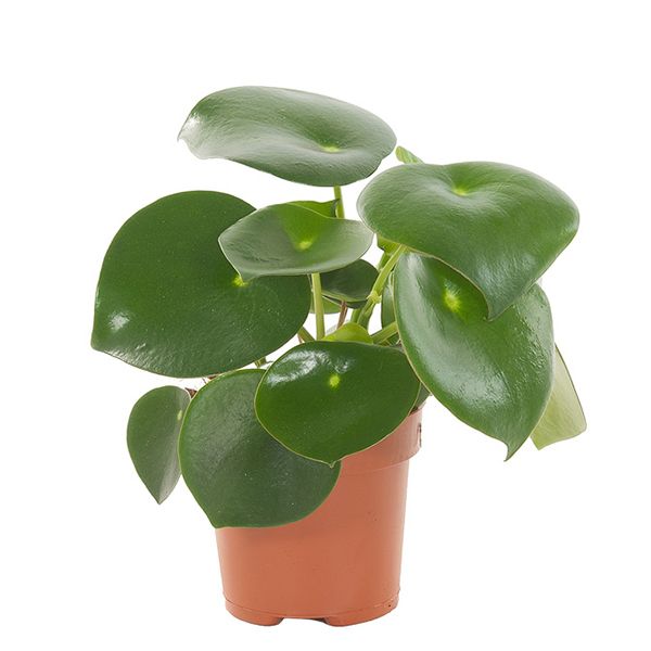 Peperomia Raindrop