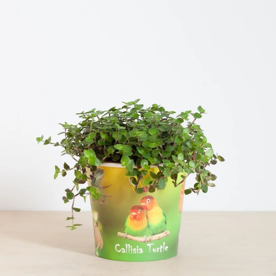 Pet-candy-callisia-turtle-P12-1-1024-1