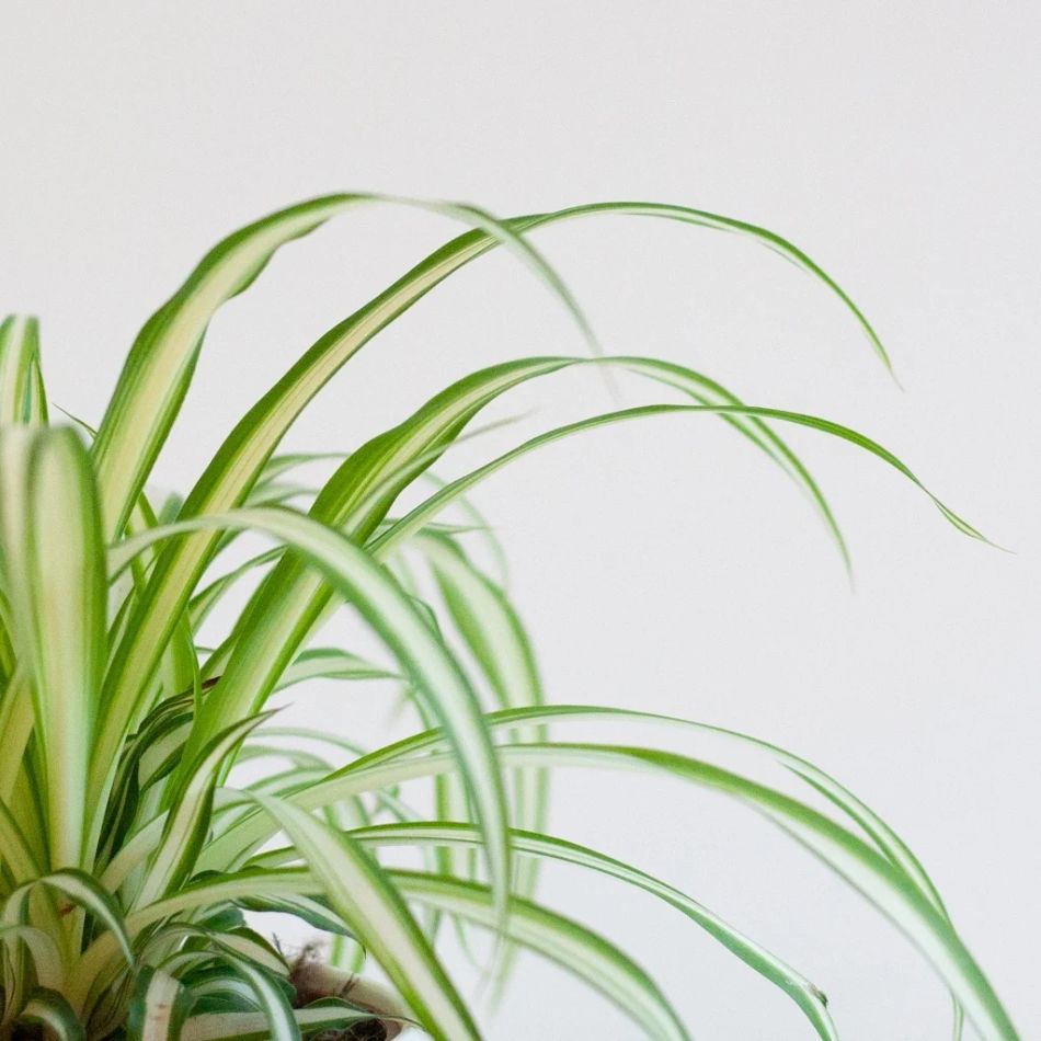 Pet-candy-chlorophytum-comosum-P12-2-1024-1