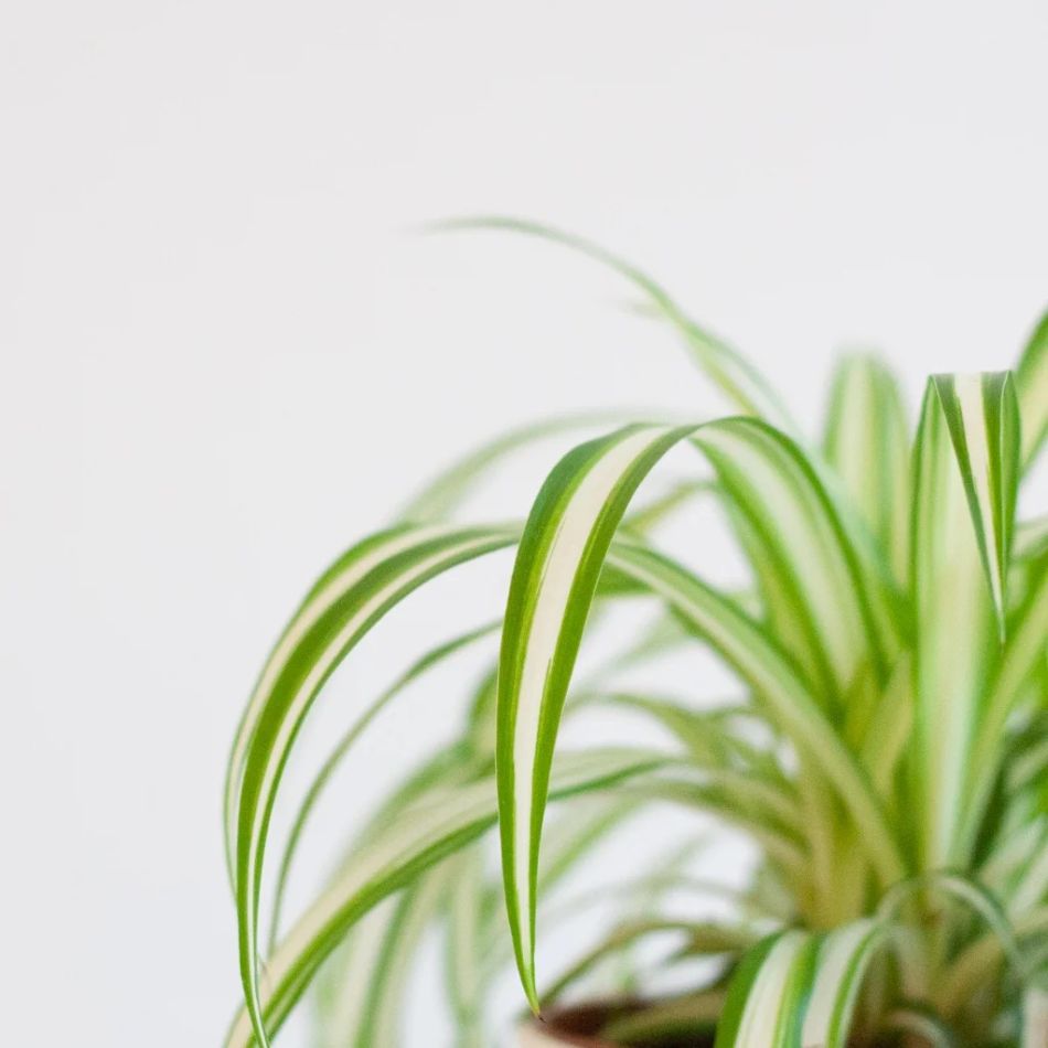 Pet-candy-chlorophytum-comosum-P12-3-1024-1