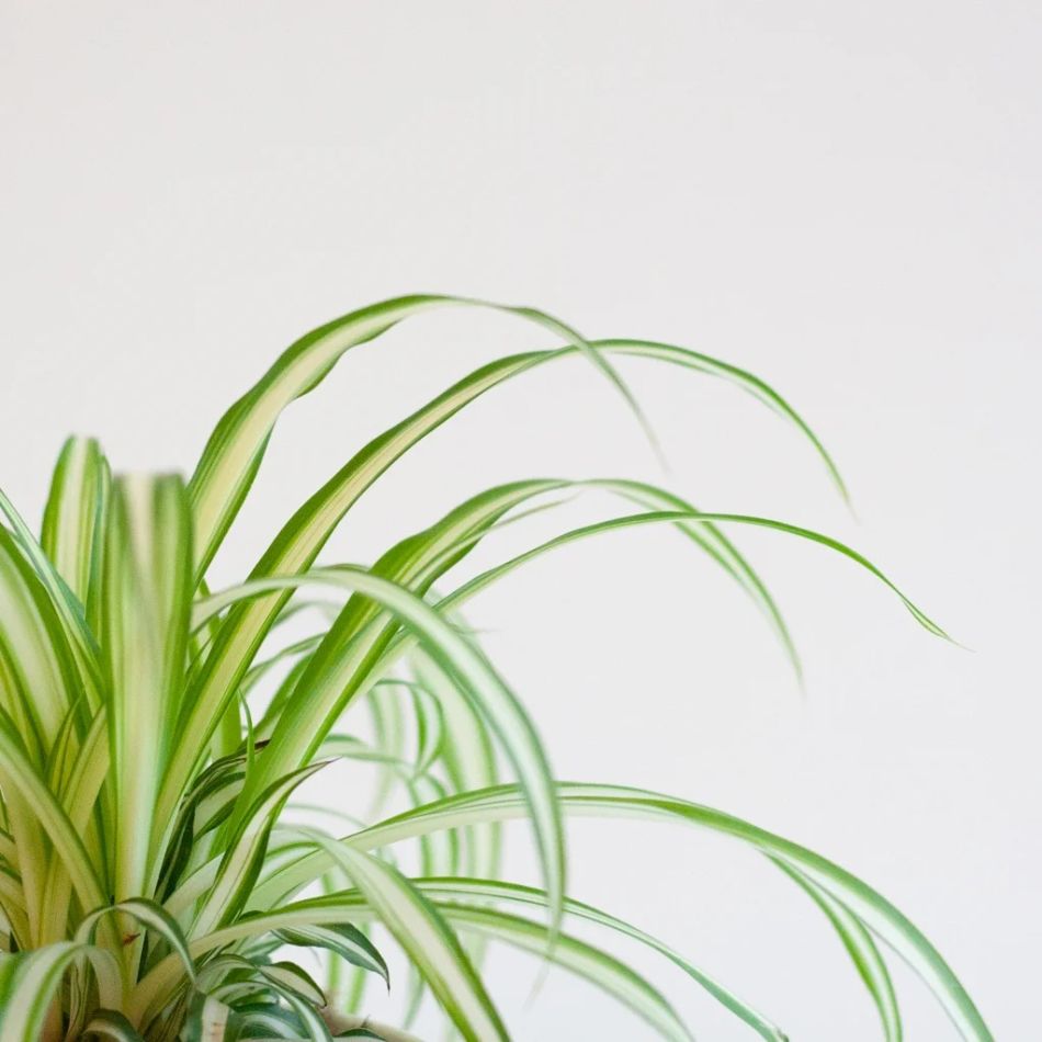 Pet-candy-chlorophytum-comosum-P12-4-1024-1