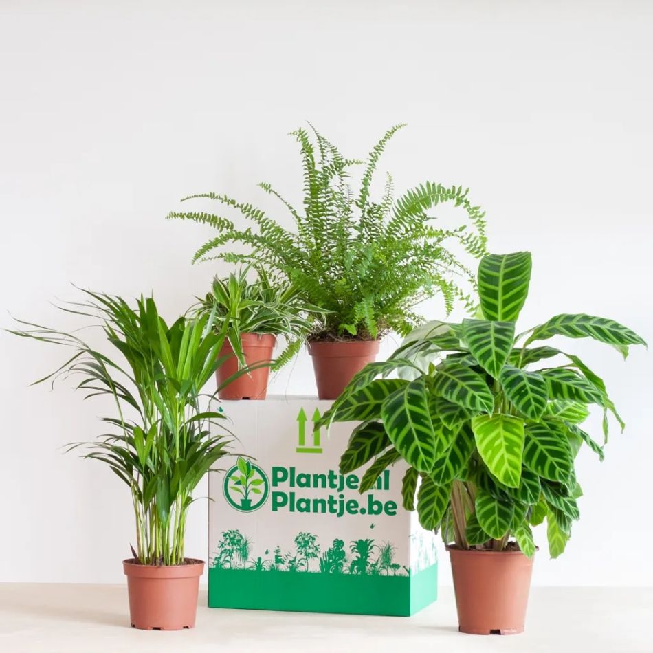 Pet-friendly-box-B-1024