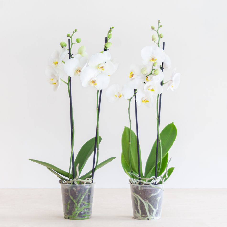 Phalaenopsis Vlinderorchidee Duo - P12
