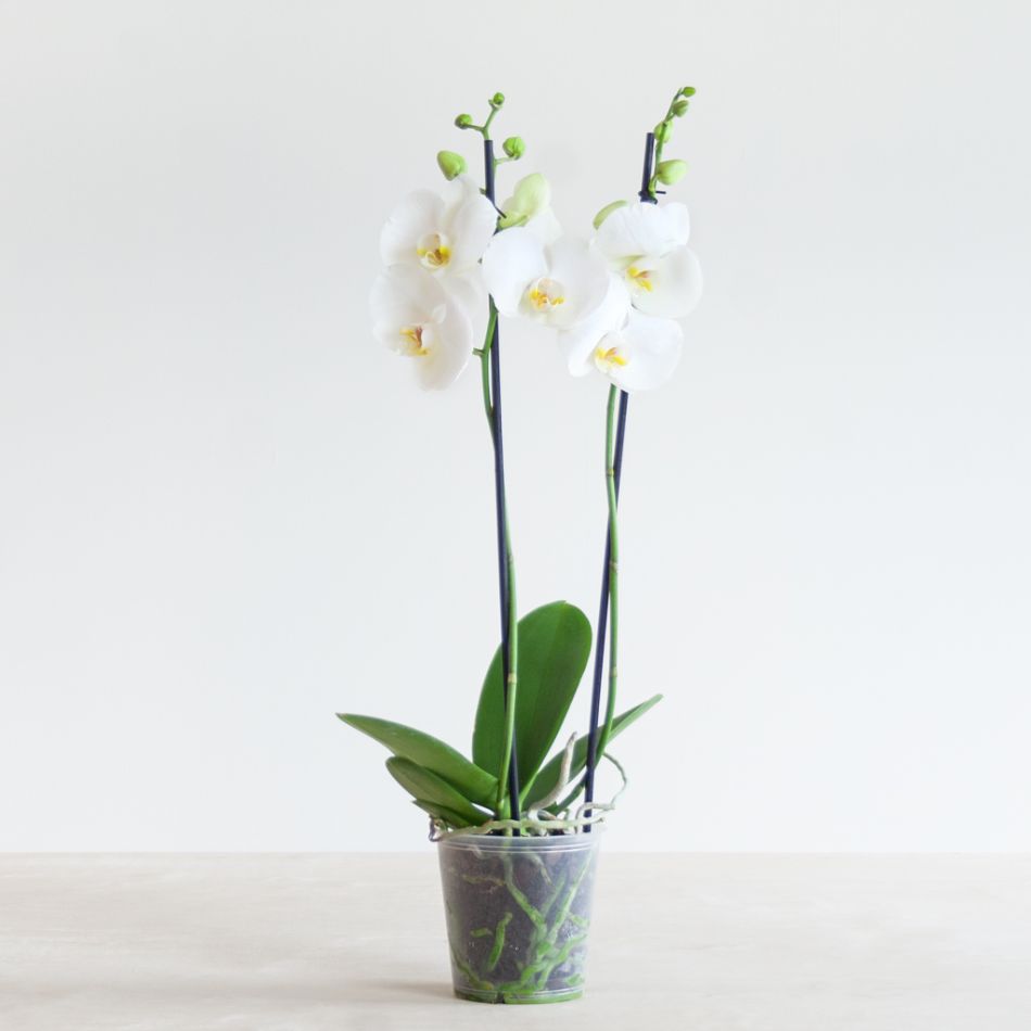 Phalaenopsis Vlinderorchidee - P12
