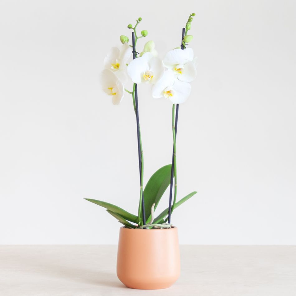 Phalaenopsis Vlinderorchidee - P12
