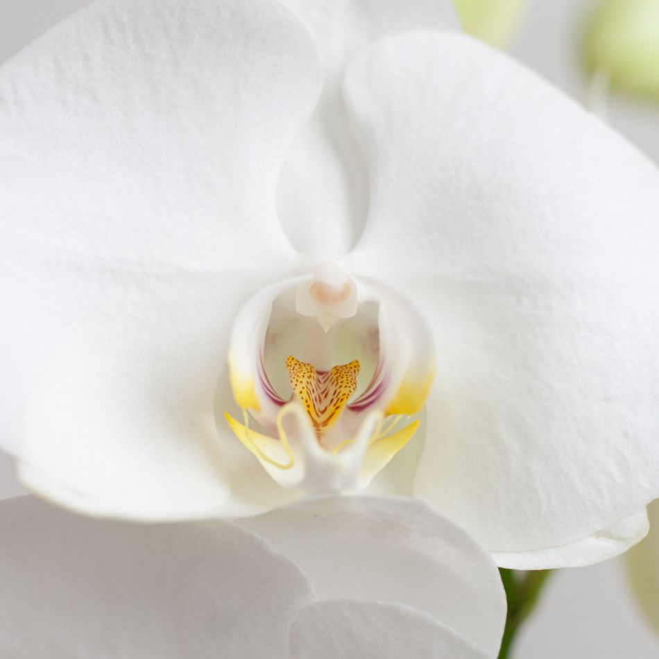 Phalaenopsis Vlinderorchidee - P12
