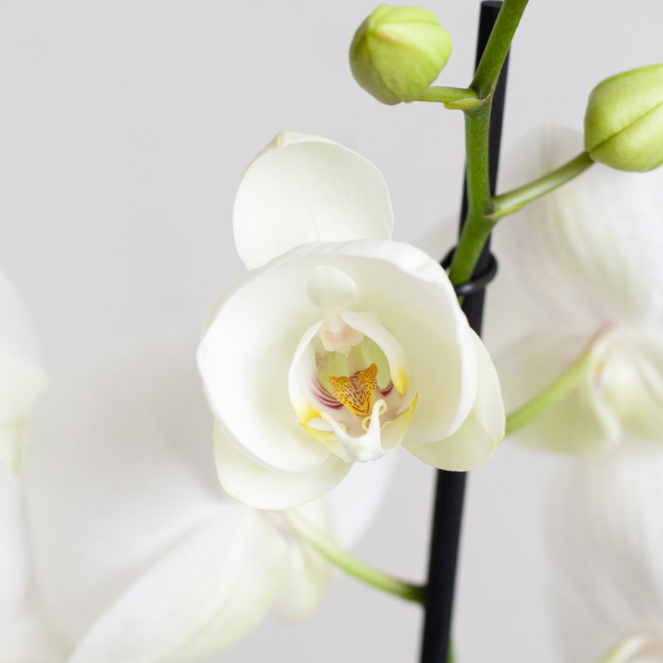 Phalaenopsis Vlinderorchidee - P12
