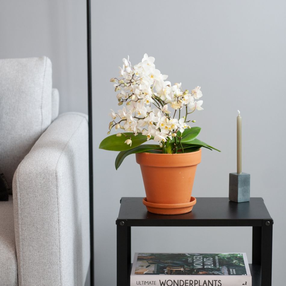 Phalaenopsis Wildflower - Orchidee - P12
