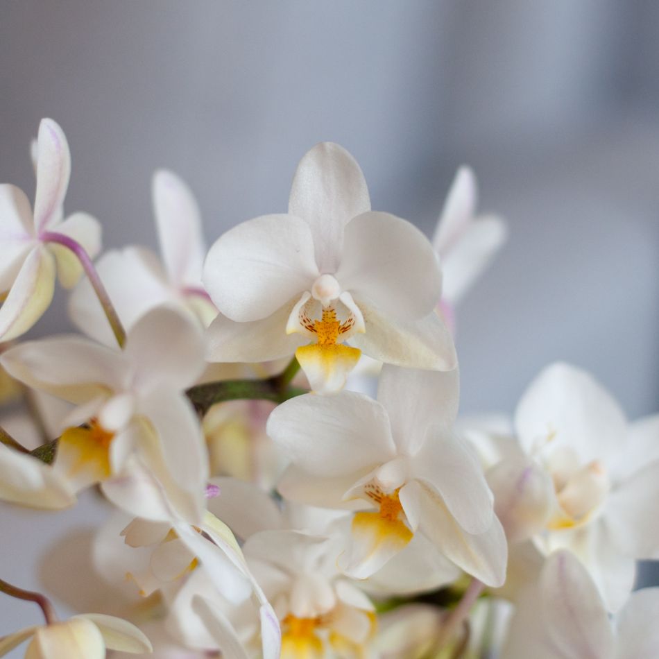Phalaenopsis Wildflower - Orchidee - P12