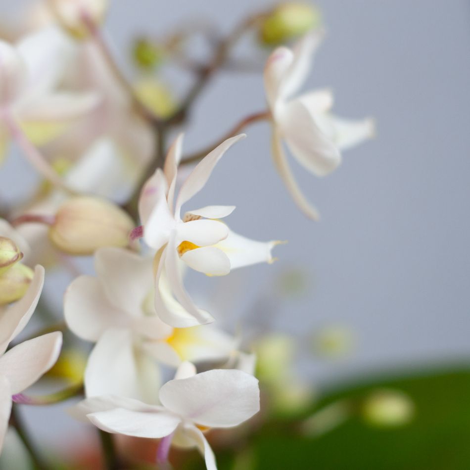 Phalaenopsis Wildflower - Orchidee - P12