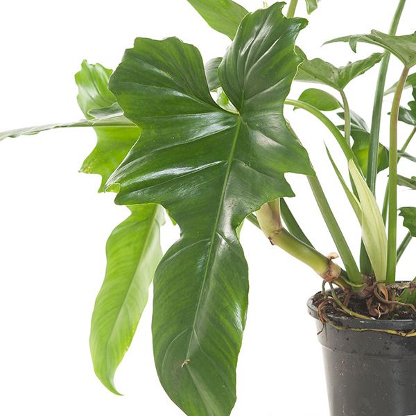 Philodendron Golden Dragon