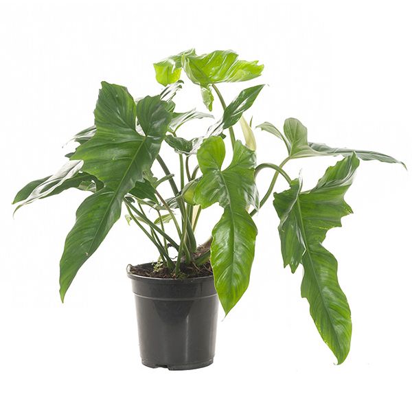 Philodendron Golden Dragon