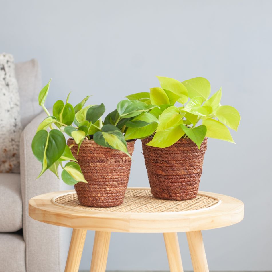 Philodendron-Duo-p12-Lifestyle