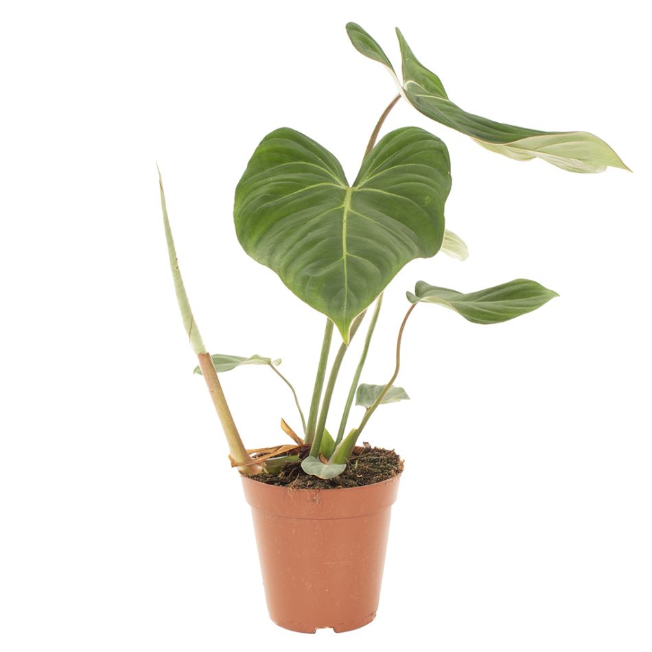 Philodendron Gloriosum