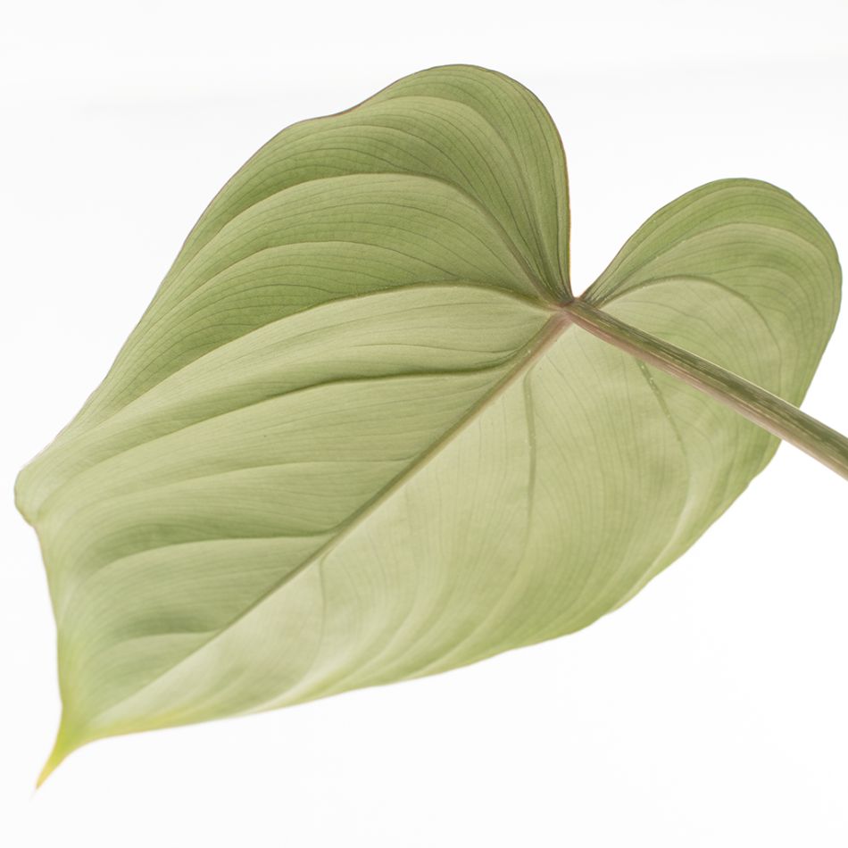 Philodendron Gloriosum blad achterkant