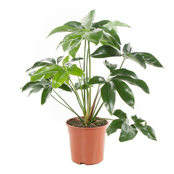Philodendron Green Wonder