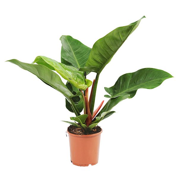 Philodendron imperial green