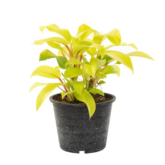 philodendron lemon lime