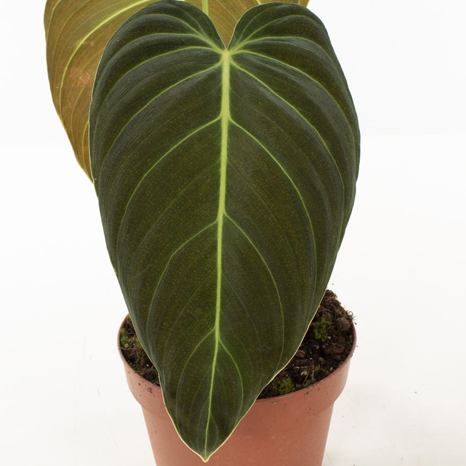 Philodendron Melanochrysum